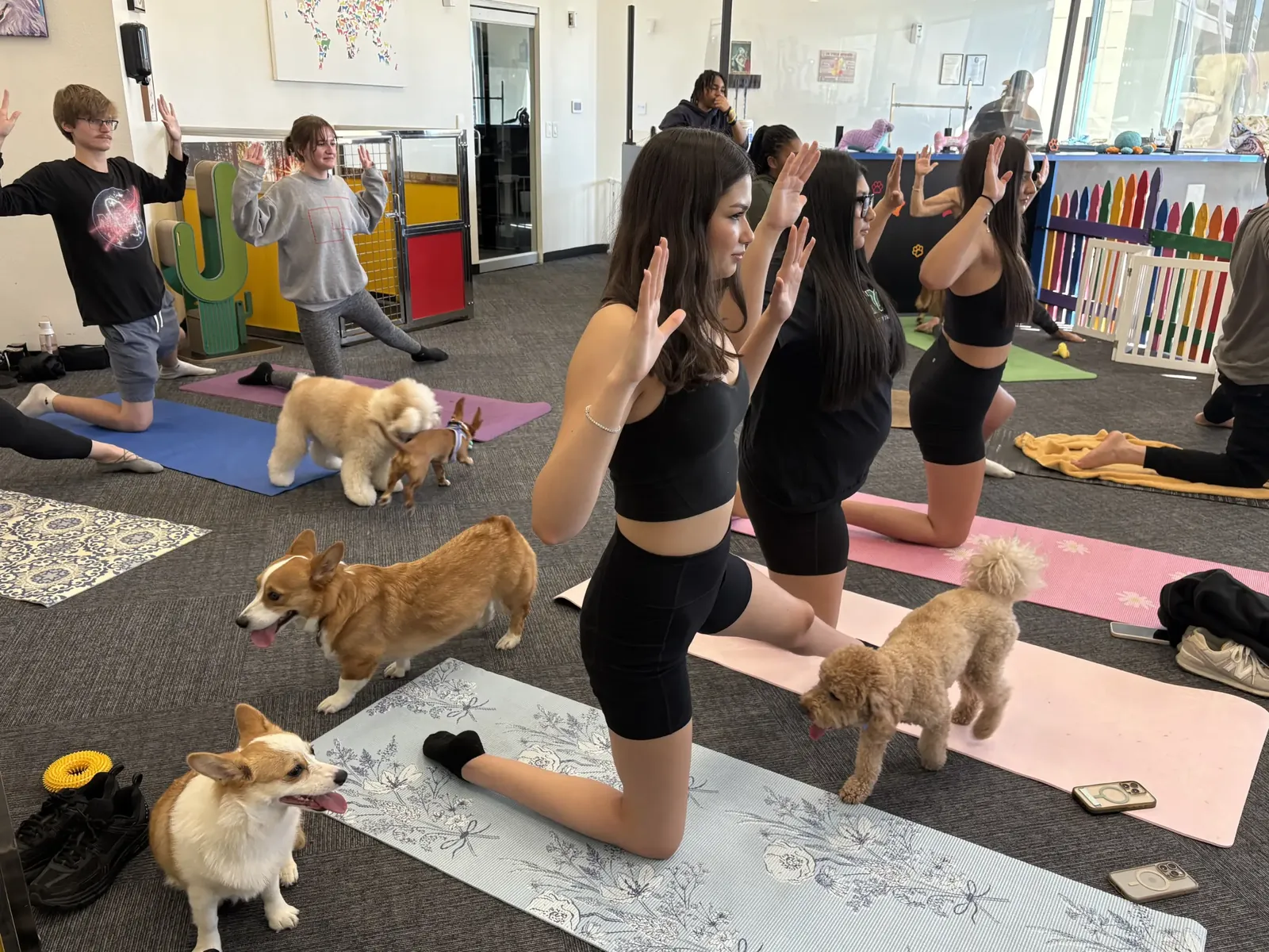 Happy dogs during an activity session at K9 Rox Club